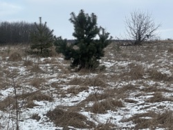 Продаж ділянки в Селищах фото 11 Продаж ділянки в Селищах фото 11