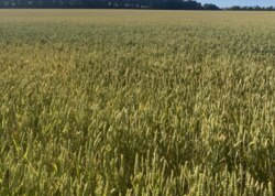 Продаж земельної ділянки сільськогосподарського призначення фото 6 Продаж земельної ділянки сільськогосподарського призначення фото 6