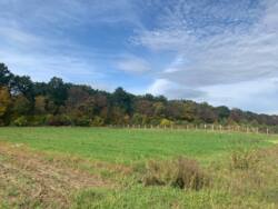 Продаж ділянки в с. Сосонка фото 4 Продаж ділянки в с. Сосонка фото 4