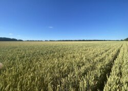 Продаж земельної ділянки сільськогосподарського призначення фото 7 Продаж земельної ділянки сільськогосподарського призначення фото 7