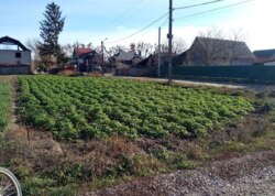 Продаж земельної ділянки під житлову забудову фото 7 Продаж земельної ділянки під житлову забудову фото 7