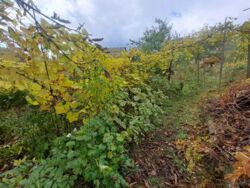 Терміновий продаж фото 8 Терміновий продаж фото 8