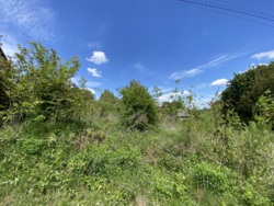 🌲        !  7