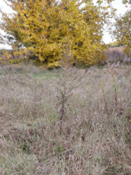 Земельна ділянка 12 сот. Вінницька обл.. фото 12 Земельна ділянка 12 сот. Вінницька обл.. фото 12
