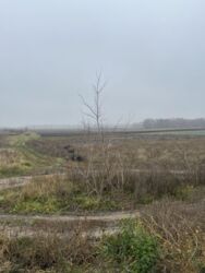 Земельна ділянка. Земля. фото 2 Земельна ділянка. Земля. фото 2