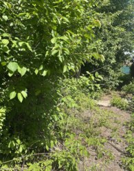 Продаж земельної ділянки під житлову забудову на 2-й пр. Рембудівський фото 4 Продаж земельної ділянки під житлову забудову на 2-й пр. Рембудівський фото 4
