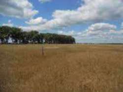 Продається ділянка Тернопільська, Тернопільський, Лозова фото 1 Продається ділянка Тернопільська, Тернопільський, Лозова фото 1