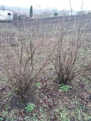 Продається ділянка Тернопільська, Тернопільський, Великий Глибочок фото 9 Продається ділянка Тернопільська, Тернопільський, Великий Глибочок фото 9