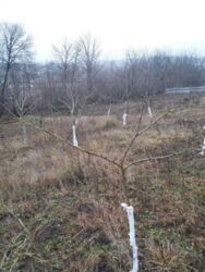 Продається ділянка Тернопільська, Тернопільський, Великий Глибочок фото 12 Продається ділянка Тернопільська, Тернопільський, Великий Глибочок фото 12