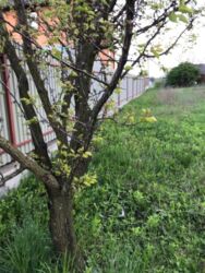 Продається ділянка Тернопільська, Тернопіль, Кутківці, 1львівські дачі фото 5 Продається ділянка Тернопільська, Тернопіль, Кутківці, 1львівські дачі фото 5