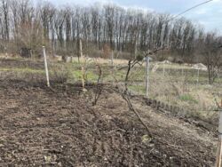 Продається ділянка Тернопільська, Тернопільський, Ступки фото 5 Продається ділянка Тернопільська, Тернопільський, Ступки фото 5