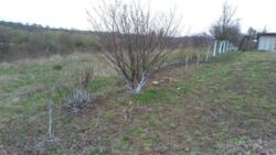 Продається ділянка Тернопільська, Тернопільський, Івачів Горішній фото 9 Продається ділянка Тернопільська, Тернопільський, Івачів Горішній фото 9