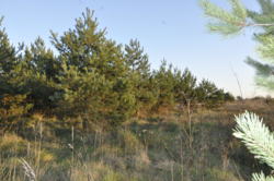 Продається ділянка Тернопільська, Тернопільський, Великі Бірки, пров.В.Великого фото 4 Продається ділянка Тернопільська, Тернопільський, Великі Бірки, пров.В.Великого фото 4