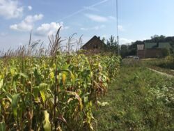 Продається ділянка Тернопільська, Тернопільський, Петриків фото 11 Продається ділянка Тернопільська, Тернопільський, Петриків фото 11