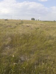 Продається ділянка Тернопільська, Тернопільський, Великі Бірки, Вишнева фото 4 Продається ділянка Тернопільська, Тернопільський, Великі Бірки, Вишнева фото 4