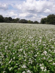 Продається ділянка Тернопільська, Тернопільський, Романівка фото 7 Продається ділянка Тернопільська, Тернопільський, Романівка фото 7