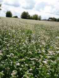Продається ділянка Тернопільська, Тернопільський, Романівка фото 2 Продається ділянка Тернопільська, Тернопільський, Романівка фото 2