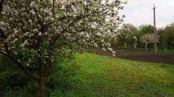 Продається ділянка Тернопільська, Тернопільський, Лозова фото 4 Продається ділянка Тернопільська, Тернопільський, Лозова фото 4