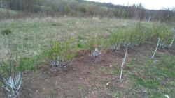 Продається ділянка Тернопільська, Тернопільський, Івачів Горішній фото 8 Продається ділянка Тернопільська, Тернопільський, Івачів Горішній фото 8