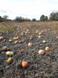 Продається ділянка Тернопільська, Тернопільський, Романівка фото 8 Продається ділянка Тернопільська, Тернопільський, Романівка фото 8