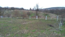 Продається ділянка Тернопільська, Тернопільський, Івачів Горішній фото 6 Продається ділянка Тернопільська, Тернопільський, Івачів Горішній фото 6