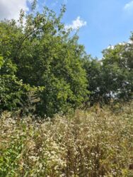 Продається ділянка Тернопільська, Тернопільський, Смиківці фото 4 Продається ділянка Тернопільська, Тернопільський, Смиківці фото 4