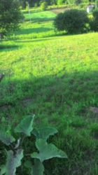 Продається ділянка Тернопільська, Тернопіль, Кутківці, 1львівські дачі фото 4 Продається ділянка Тернопільська, Тернопіль, Кутківці, 1львівські дачі фото 4