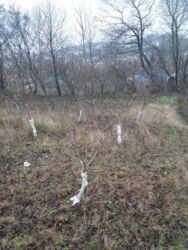 Продається ділянка Тернопільська, Тернопільський, Великий Глибочок фото 11 Продається ділянка Тернопільська, Тернопільський, Великий Глибочок фото 11