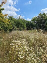 Продається ділянка Тернопільська, Тернопільський, Смиківці фото 5 Продається ділянка Тернопільська, Тернопільський, Смиківці фото 5