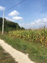 Продається ділянка Тернопільська, Тернопільський, Петриків фото 8 Продається ділянка Тернопільська, Тернопільський, Петриків фото 8