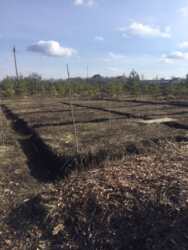 А2 Продам участок под жилое строительство Соколово, дешево. фото 1 А2 Продам участок под жилое строительство Соколово, дешево. фото 1