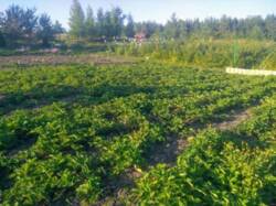 ��������� ������� ��������, �������, �����������, ������� ��������� ���� 1