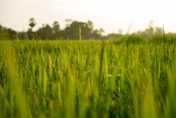       ''  1
