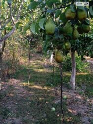 Продається ділянка Петрик, Литинський, Вінницька фото 19 Продається ділянка Петрик, Литинський, Вінницька фото 19