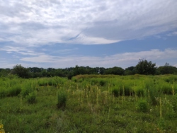 Земельна ділянка р-н Птахофабрики фото 3 Земельна ділянка р-н Птахофабрики фото 3