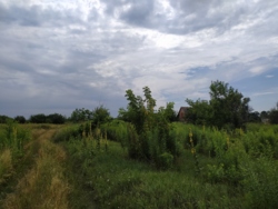 Земельна ділянка р-н Птахофабрики фото 4 Земельна ділянка р-н Птахофабрики фото 4