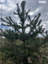 ��������� ������ ���������, ³�����, ³�������, ����� ���� ���� 3