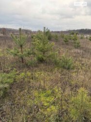 ��������� ������ ���������, ³�����, ³�������, ����� ���� ���� 4