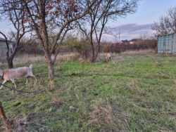 Продам участок на Ветеране фото 4 Продам участок на Ветеране фото 4