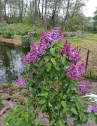 Ділянка для бізнесу з двома банками. фото 9 Ділянка для бізнесу з двома банками. фото 9