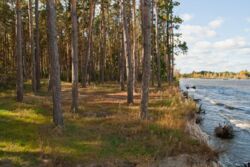 Продається ділянка Київ, Вишгород, Дамба 3 км фото 1 Продається ділянка Київ, Вишгород, Дамба 3 км фото 1