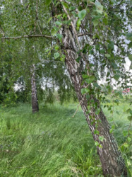 Продається ділянка Київ, Конча Заспа , велика дамба 5 км , Козин фото 13 Продається ділянка Київ, Конча Заспа , велика дамба 5 км , Козин фото 13