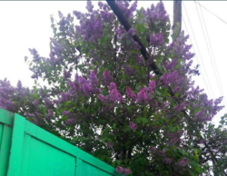 Продаж прямокутної ділянки, рельєф рівний. фото 3 Продаж прямокутної ділянки, рельєф рівний. фото 3