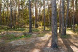 Продається ділянка Київ, Вишгород, Дамба 3 км фото 3 Продається ділянка Київ, Вишгород, Дамба 3 км фото 3