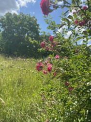 Продаж земельної ділянкі фото 15 Продаж земельної ділянкі фото 15