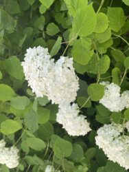 Продаж земельної ділянкі фото 13 Продаж земельної ділянкі фото 13