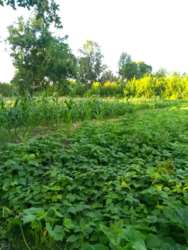 Продается участок Немыченцы, Хмельницкий, Хмельницкая фото 7 Продается участок Немыченцы, Хмельницкий, Хмельницкая фото 7