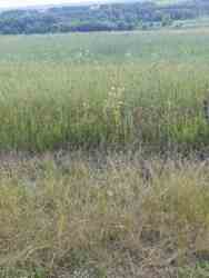 Земельна ділянка 71сот Лезневе Вінницьке шосе фото 7 Земельна ділянка 71сот Лезневе Вінницьке шосе фото 7