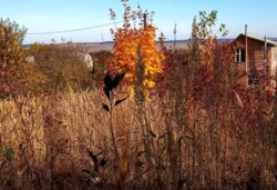 ������ �������� ������ �� ������� �������� �� ���. ϳ����� �����, ����� 6 ����� ���� 5