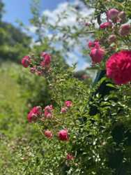 Продаж земельної ділянкі фото 1 Продаж земельної ділянкі фото 1